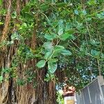 Ficus benghalensis Folha