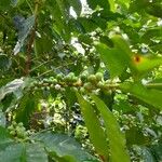 Coffea arabica Плід