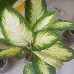 Dieffenbachia seguineLehti