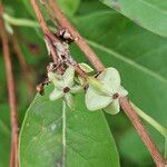 Exochorda racemosa Gyümölcs