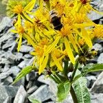 Senecio hercynicus Flower