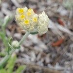 Pseudognaphalium stramineum Flor