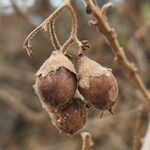 Cordia monoica Fruto