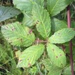 Rubus montanus Blad