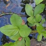 Menyanthes trifoliata Leaf