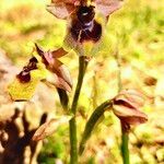 Ophrys tenthredinifera花