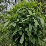 Anacardium excelsum List