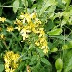 Hypericum hirsutum Blomst