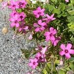 Oxalis articulata Flower