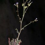 Gilia sinuata Flower