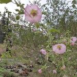 Anisodontea scabrosaЦвят