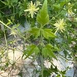 Clematis pauciflora Blatt