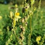 Linaria angustissima Frukt