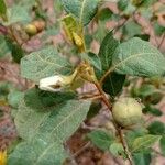 Solanum subinerme Leaf