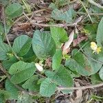 Camonea umbellata Flor