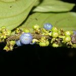 Bertiera bracteosa Fruit