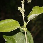 Croton yucatanensis Hoja