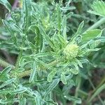 Reseda lutea Blad