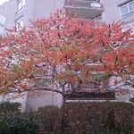Rhus typhinaLeaf