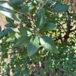 Notholithocarpus densiflorus Blad