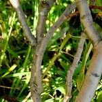 Salix helvetica Coajă