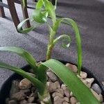 Albuca bracteataYaprak