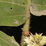 Solanum candidum Frukto