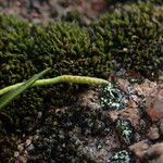 Ophioglossum lusitanicum Φλοιός