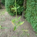 Silene italica Bark