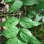 Lathyrus venetus Blad