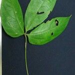 Dalechampia scandens Otro