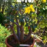 Pachypodium rosulatum Συνήθη χαρακτηριστικά