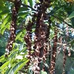 Pterocarya rhoifolia Fruit