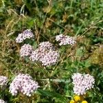 Achillea roseo-alba Λουλούδι