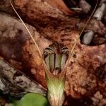 Pterostylis ophioglossa Yeri