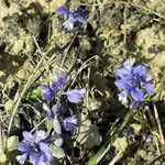 Polygala vulgaris Fleur