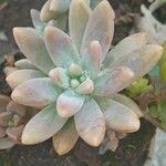 Dudleya greenei 叶