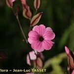 Vaccaria hispanica 花