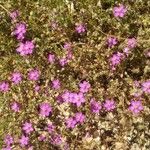 Spergula purpurea Характер