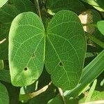 Bauhinia tomentosa Blatt