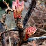 Paeonia mascula ഇല