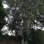 Quercus suber Escorça