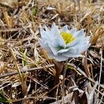 Trollius lilacinus Květ