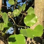 Pterocarpus rotundifolius Leaf