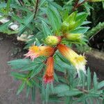 Cuphea micropetala Flor