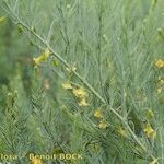 Asparagus macrorrhizus Habit