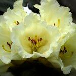 Rhododendron lacteum Fleur