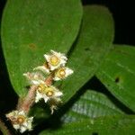 Conostegia bracteata Flower