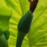 Colocasia esculenta Gyümölcs