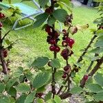 Prunus tomentosa Fruit